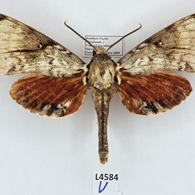 Sphingidae, Psilogramma jordana, male, A-, Fiji Islands