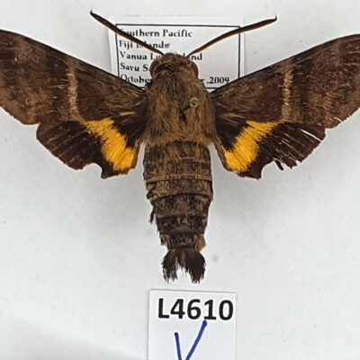 Sphingidae, Macroglossum hirundo vitiense, male, B, Fiji, VERY RARE