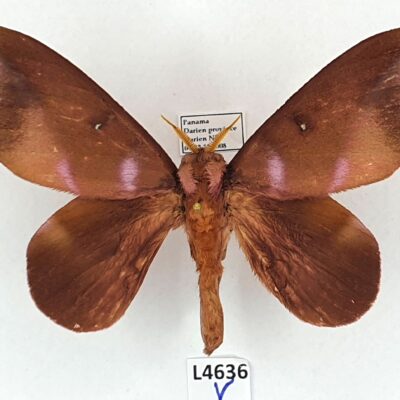 Saturniidae, Othorene intermedia, male, A2-, Panama