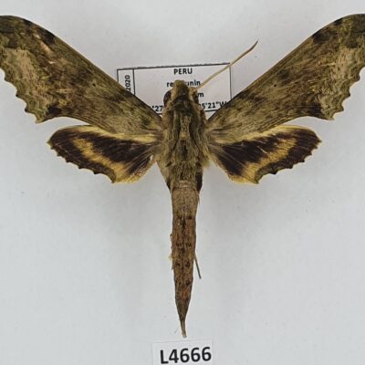 Sphingidae, Xylophanes undata, male, A1-/A2-, Peru