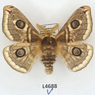 Saturniidae, Saturnia spini haversoni, male, A1, Russia