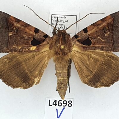 Erebidae, Serrodes sp., male, A1-, Fiji