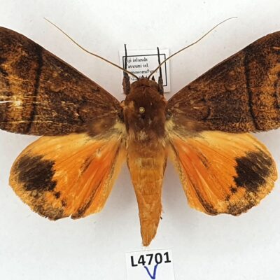 Erebidae, Thyas miniacea, A2-, Fiji