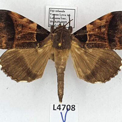 Erebidae, Serrodes sp., A1-, Fiji