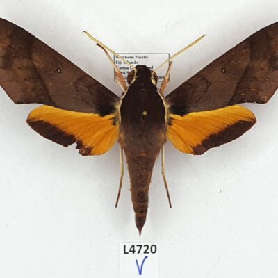 Sphingidae, Gnathothlibus fijiensis, female, A1-/A2-, Fiji, RARE