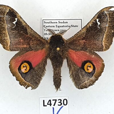 Saturniidae, Ludia hansali eximia, male, A2-, South Sudan, Eastern Equatoria