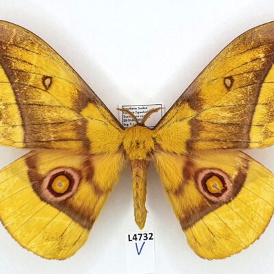 Saturniidae, Gonimbrasia emini, male, A1-, South Sudan, Eastern Equatoria