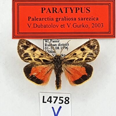 Erebidae, Arctiinae, Palearctia gratiosa sarezica, male, A1-/A2-, Tajikistan
