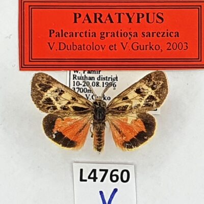 Erebidae, Arctiinae, Palearctia gratiosa sarezica, male, A2-,Tajikistan, PARATYPUS