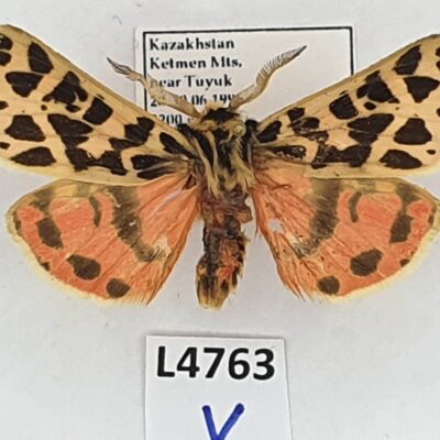 Erebidae, Arctiinae, Chelis thianshana, male, A2-, Kazakhstan, VERY RARE