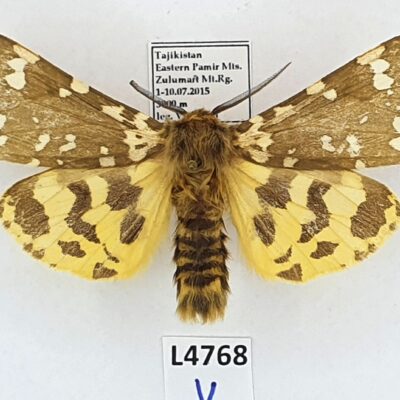 Erebidae, Arctiinae, Arctia rueckbeili, male, A-, Tajikistan, VERY RARE