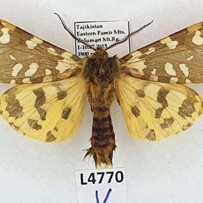 Erebidae, Arctiinae, Arctia rueckbeili, male, A1-, Tajikistan, VERY RARE