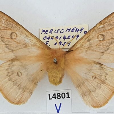 Saturniidae, Perisomena caecigena, female, A-, HISTORICAL 1959