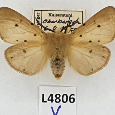 Erebidae, Arctiinae, Diaphora luctuosa, male, A1, Germany, FORMA