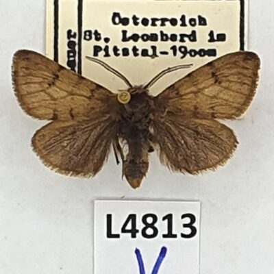 Erebidae, Arctiinae, Diaphora sordida, male, A1-, Austria, HISTORICAL