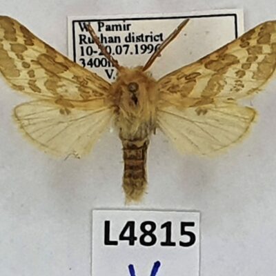 Erebidae, Arctiinae, Lacydes spectabilis ssp.rare, male, A1-, Tajikistan, RARE