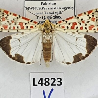 Erebidae, Arctiinae, Utetheisa pulchella ssp., A1-, Pakistan