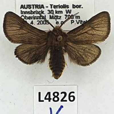 Erebidae, Arctiinae, Diaphora sordida, male, A1, Austria