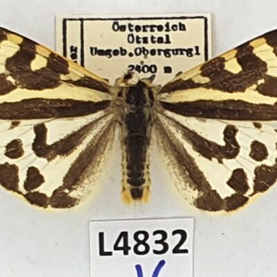 Erebidae, Arctiinae, Parasemia plantaginis, A1-, Austria, HISTORICAL 1969