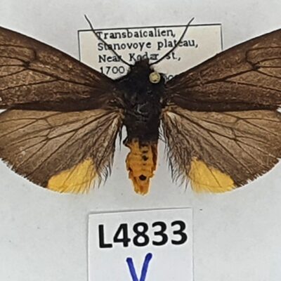 Erebidae, Arctiinae, Epatolmis luctifera, A1-, Russia, RARE