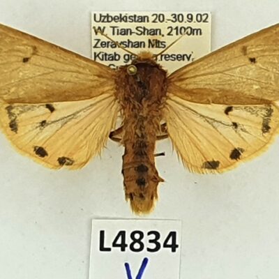 Erebidae, Arctiinae, Phragmatobia placida, female, A1-, Uzbekistan
