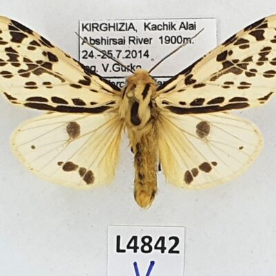 Erebidae, Arctiinae, Alphaea melanostigma, female, A1, Tajikistan