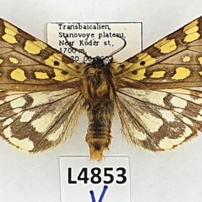 Erebidae, Arctiinae, Platarctia ornata, male, A1-, Russia, RARE