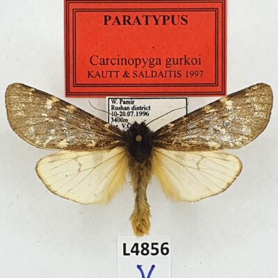 Erebidae, Arctiinae, Carcinopyga gurkoi, A1, Tajikistan, PARATYPUS, RARE