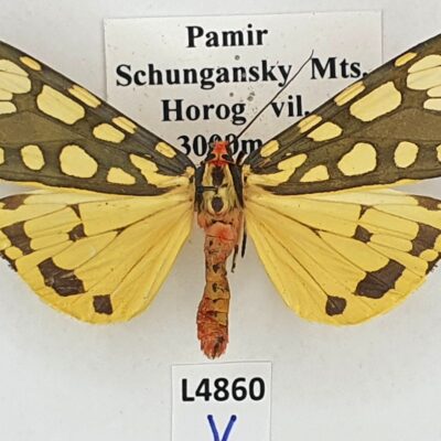 Erebidae, Arctiinae, Callindra principalis fedtschenkoi, A1-, Tajikistan, RARE