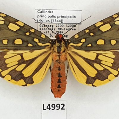 Erebidae, Arctiinae, Callindra principalis principalis, A1-, India