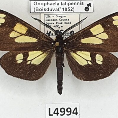 Erebidae, Arctiinae, Gnophaela latipennis, male, A-, USA