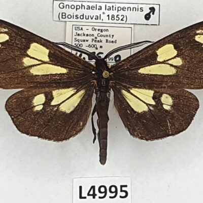 Erebidae, Arctiinae, Gnophaela latipennis, male, A2-, USA