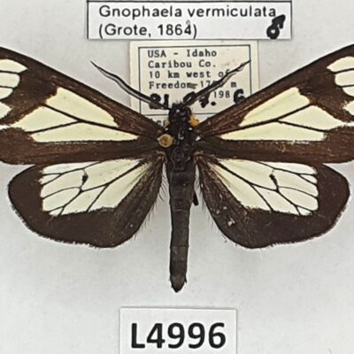 Erebidae, Arctiinae, Gnophaela vermiculata, male, A1, USA