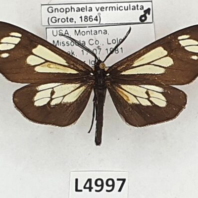 Erebidae, Arctiinae, Gnophaela vermiculata, male, A1-, USA