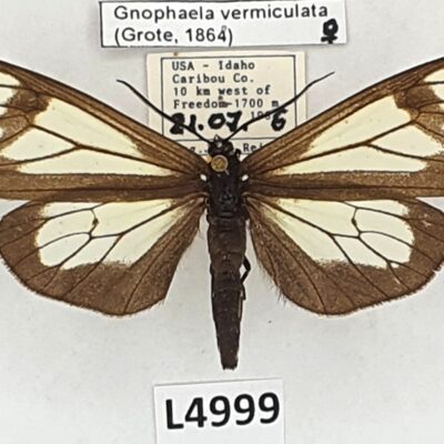 Erebidae, Arctiinae, Gnophaela vermiculata, female, A1, USA