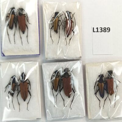 Cerambycidae, Anastrangalia dubia melanota, A1, 5 pair, Georgia