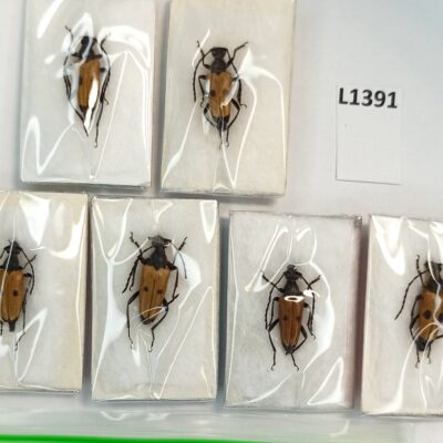 Cerambycidae, Stictoleptura tesserula, 5 male & 1 female , A1, Georgia