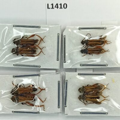 Cerambycidae, Stenopterus rufus, A1, 8 ex., Azerbaijan