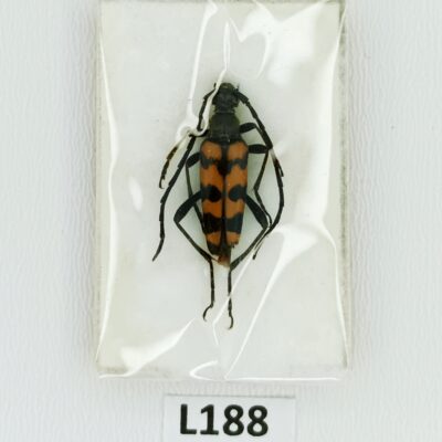 Cerambycidae, Leptura quadrifasciata lederi, male, A1, Georgia