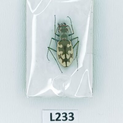 Carabidae, Cephalota litorea, female, A1, Oman