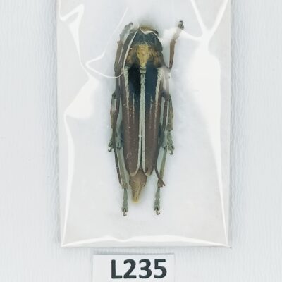 Cerambycidae, Phytoecia eugeniae, A1, NW Iran