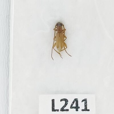 Cerambycidae, Iranobrium davatchii, male, A1, S Iran