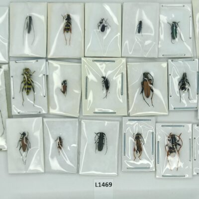 Cerambycidae, mix 20 species, A1, 20 ex., Ukraine