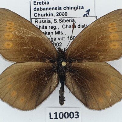 Nymphalidae, Satyrinae, Erebia dabanensis chingiza, male, A1-, Russia