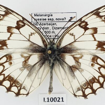 Nymphalidae, Satyrinae, Melanargia russiae ssp.nova?, male, A1, Azerbaijan