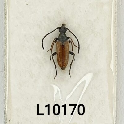 Cerambycidae, Pseudovadonia livida bicarinata, A1, Georgia