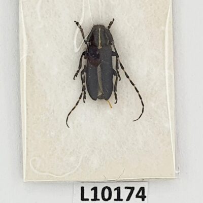 Cerambycidae, Agapanthia coeruleipennis, A1, Iran