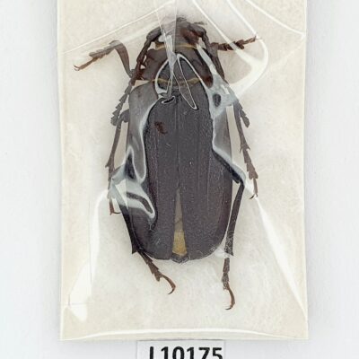 Cerambycidae, Prionus coriarius, female, A1, Ukraine