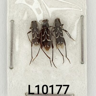 Cerambycidae, Chlorophorus sartor, 3ex., A1, Ukraine, Crimea