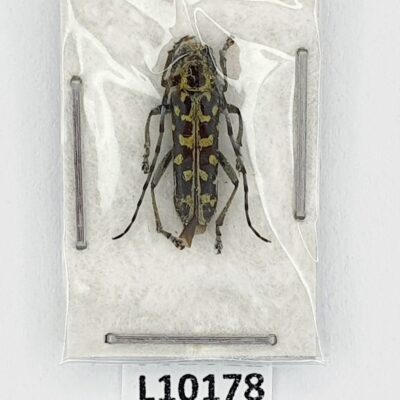 Cerambycidae, Saperda scalaris, A1, Ukraine